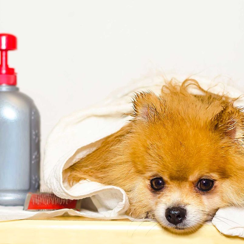 Pet Care